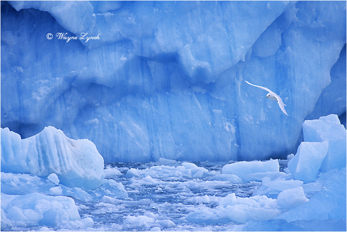 Ivory Gull 104 by Dr. Wayne Lynch &copy;